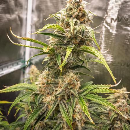 Sour Stomper by Mephisto in Autopot