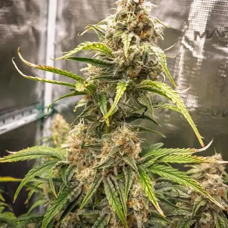 Sour Stomper by Mephisto in Autopot