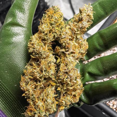 Divine Big Demon Auto / Autopot + Coco