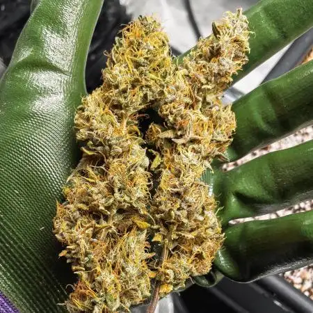 Divine Big Demon Auto / Autopot + Coco
