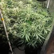 505 Headbanger in Autopot + Coco