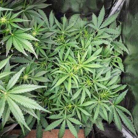 505 Headbanger in Autopot + Coco