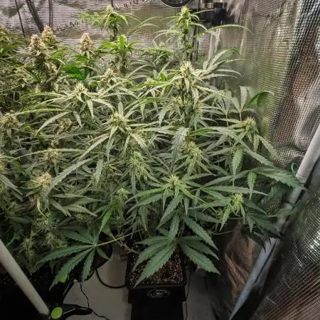 505 Headbanger in Autopot + Coco
