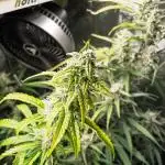Divine Big Demon Auto / Autopot + Coco