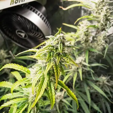 Divine Big Demon Auto / Autopot + Coco