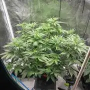 Granite Haze F7 in Autopot + Coco