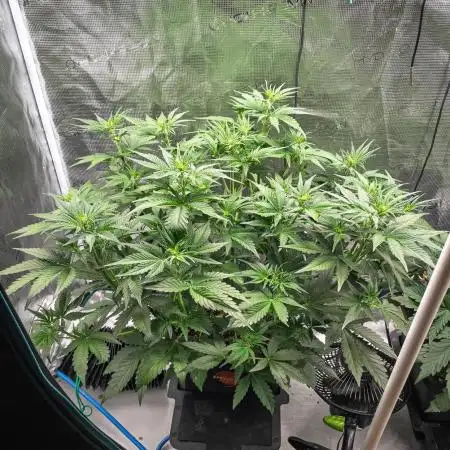 Granite Haze F7 in Autopot + Coco