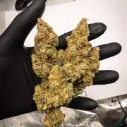 Sour Stomper by Mephisto in Autopot