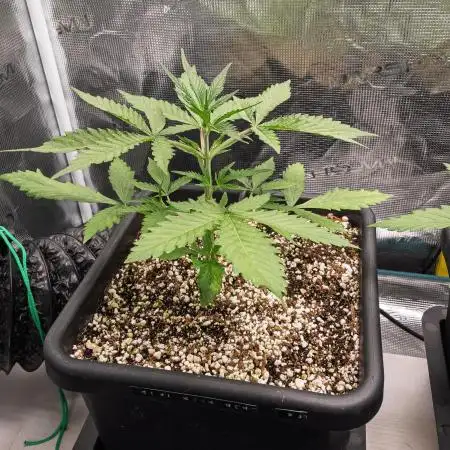 Permanent Jealousy Auto - Autopot / Coco