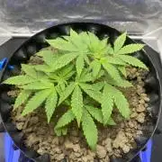 Mimosa Evo | First grow 