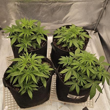 Gorilla cookies auto