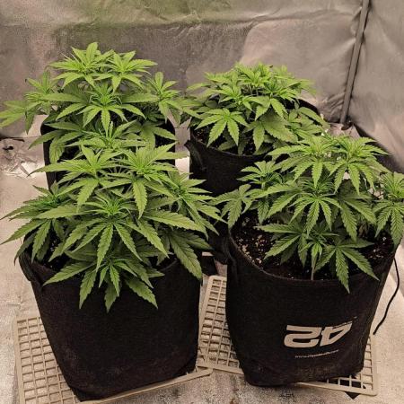 Gorilla cookies auto