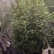 Gorilla cookies auto