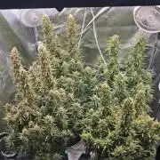 Gorilla cookies auto