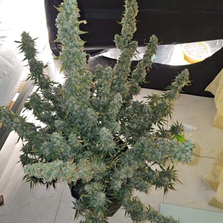 Moby Dick auto