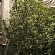 Gorilla cookies auto