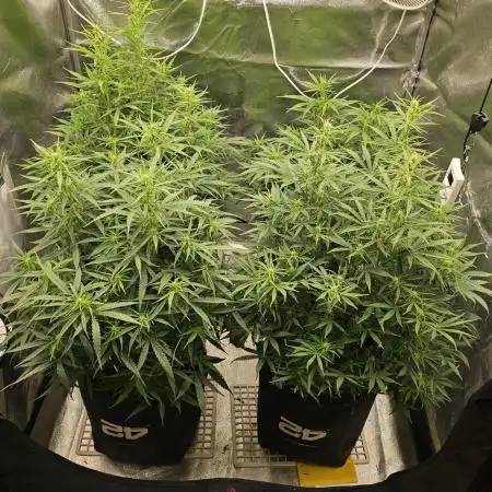 Gorilla cookies auto