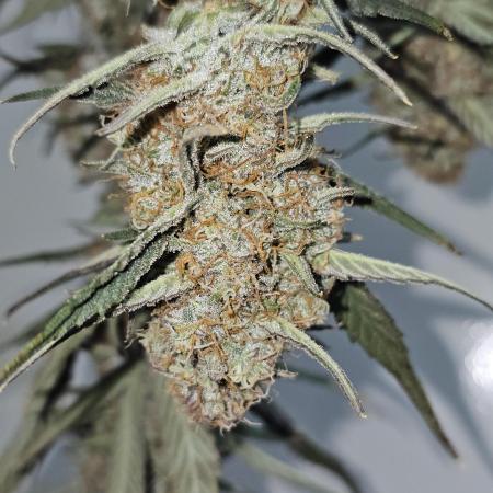 Gorilla cookies auto