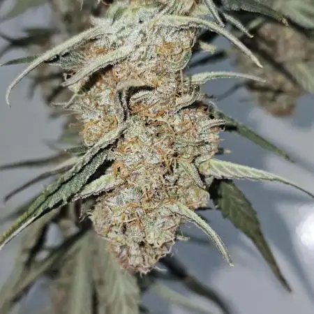 Gorilla cookies auto