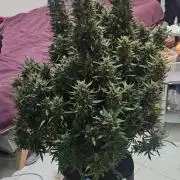 Gorilla cookies auto