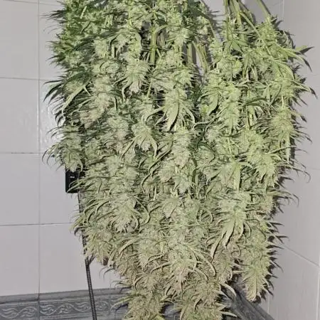 Gorilla cookies auto