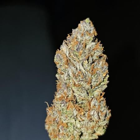 Guava RF 3