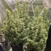 Gorilla cookies auto