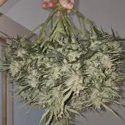 Super Boof auto by fast buds