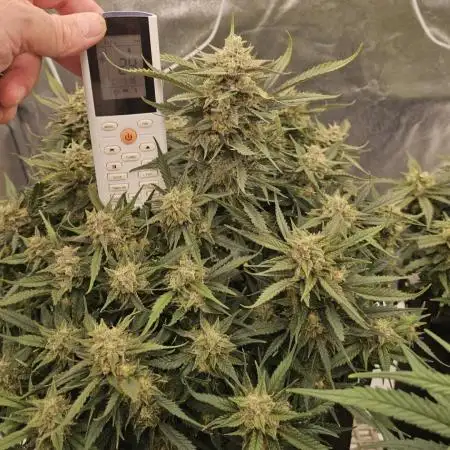 Super Boof fast buds auto