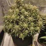 Super Boof auto by fast buds