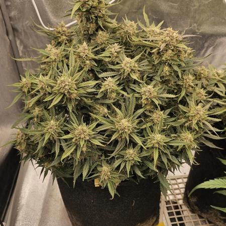 Super Boof auto by fast buds