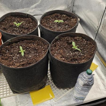 Gorilla cookies auto