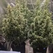 Gorilla cookies auto