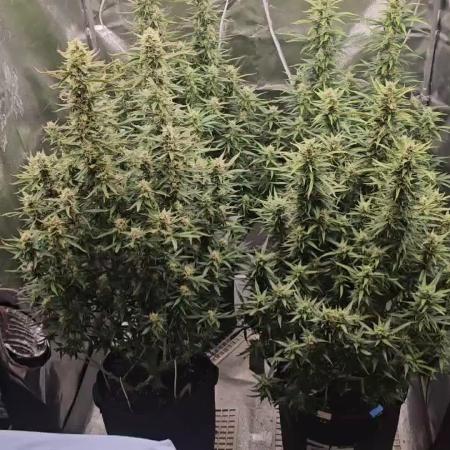 Gorilla cookies auto