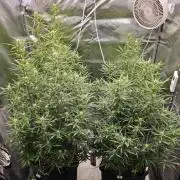 Gorilla cookies auto