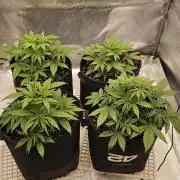 Gorilla cookies auto