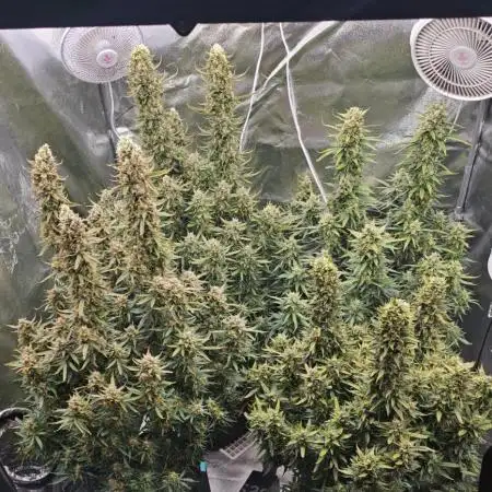 Gorilla cookies auto