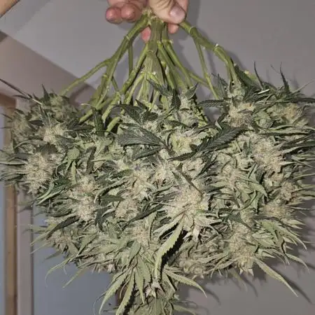 Super Boof auto by fast buds