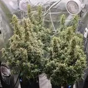 Gorilla cookies auto