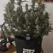 Gorilla cookies auto