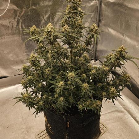 Guava auto