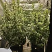 Gorilla cookies auto