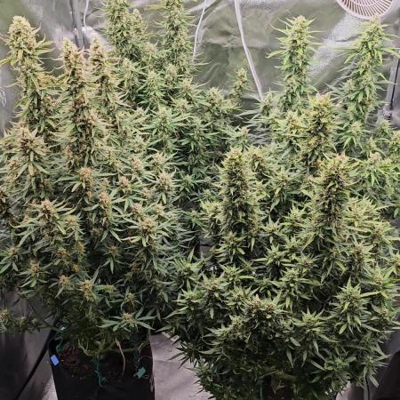 Gorilla cookies auto