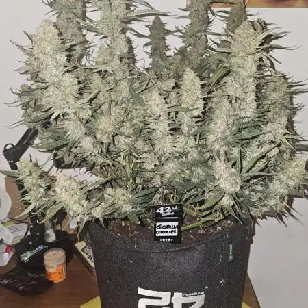 Gorilla cookies auto