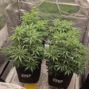 Gorilla cookies auto