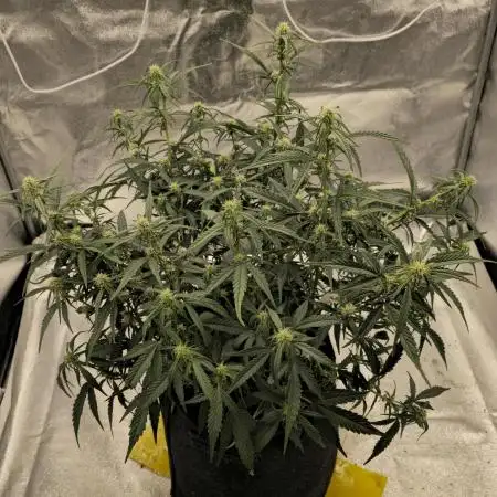Gorilla cookies auto
