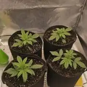 Gorilla cookies auto