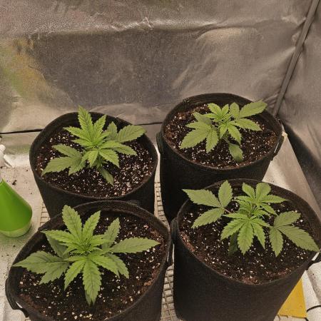 Gorilla cookies auto