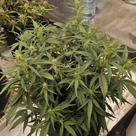 Gorilla cookies auto