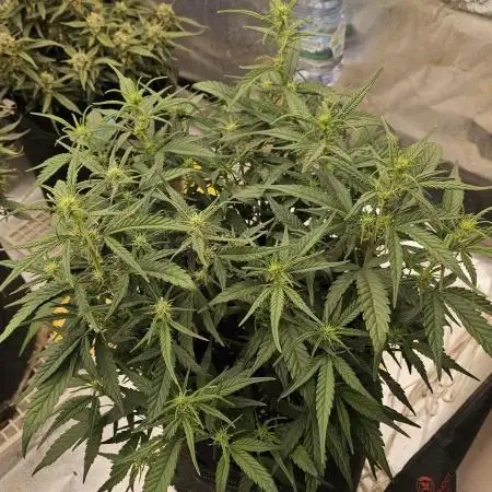 Gorilla cookies auto